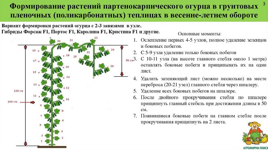 Правильное формирование огурцов в теплице схема