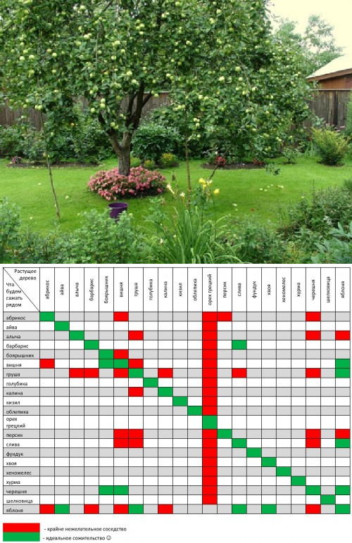 Можно садить яблоню рядом с грушей. Таблица соседства плодовых деревьев. Совместимость плодовых деревьев и кустарников в саду. Совместимость плодово ягодных деревьев и кустарников. Совместимость плодовых деревьев и кустарников в саду таблица.