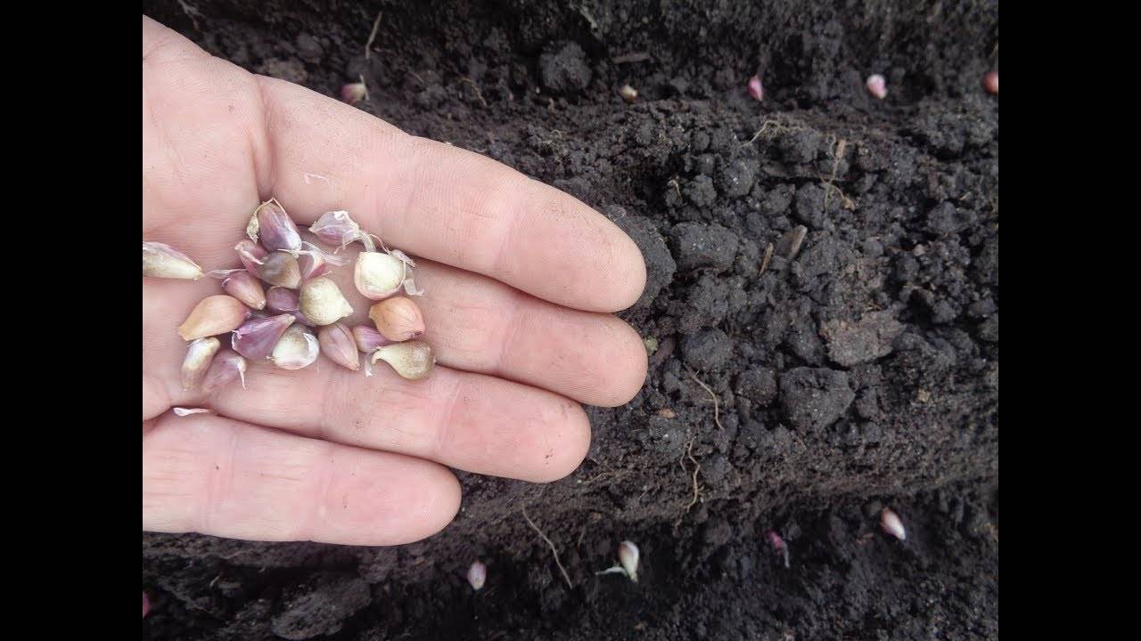 Посадка чеснока весной в открытый грунт и уход за ним