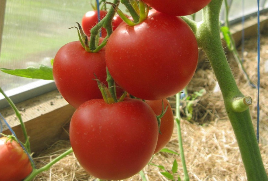 Особенности сорта и выращивание томата благовест