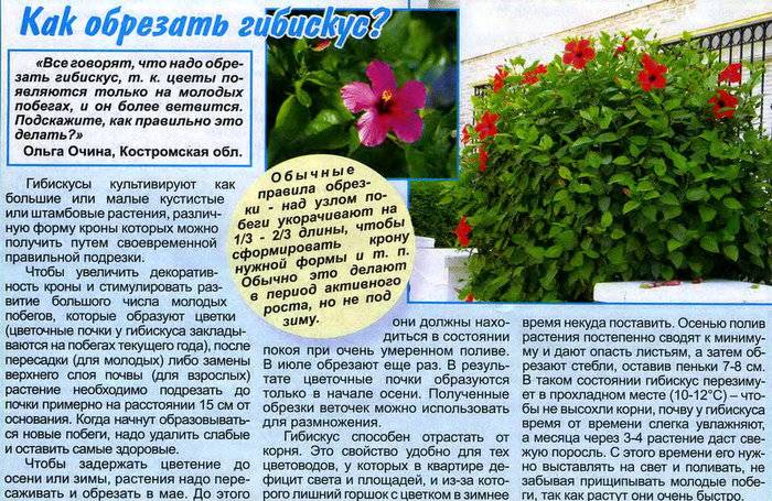 Гибискус- виды и сорта, приметы и суеверия, выращивани и уход