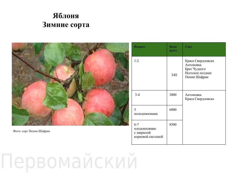 Сорт яблони апорт, описание, характеристика и отзывы, а также особенности выращивания данного сорта