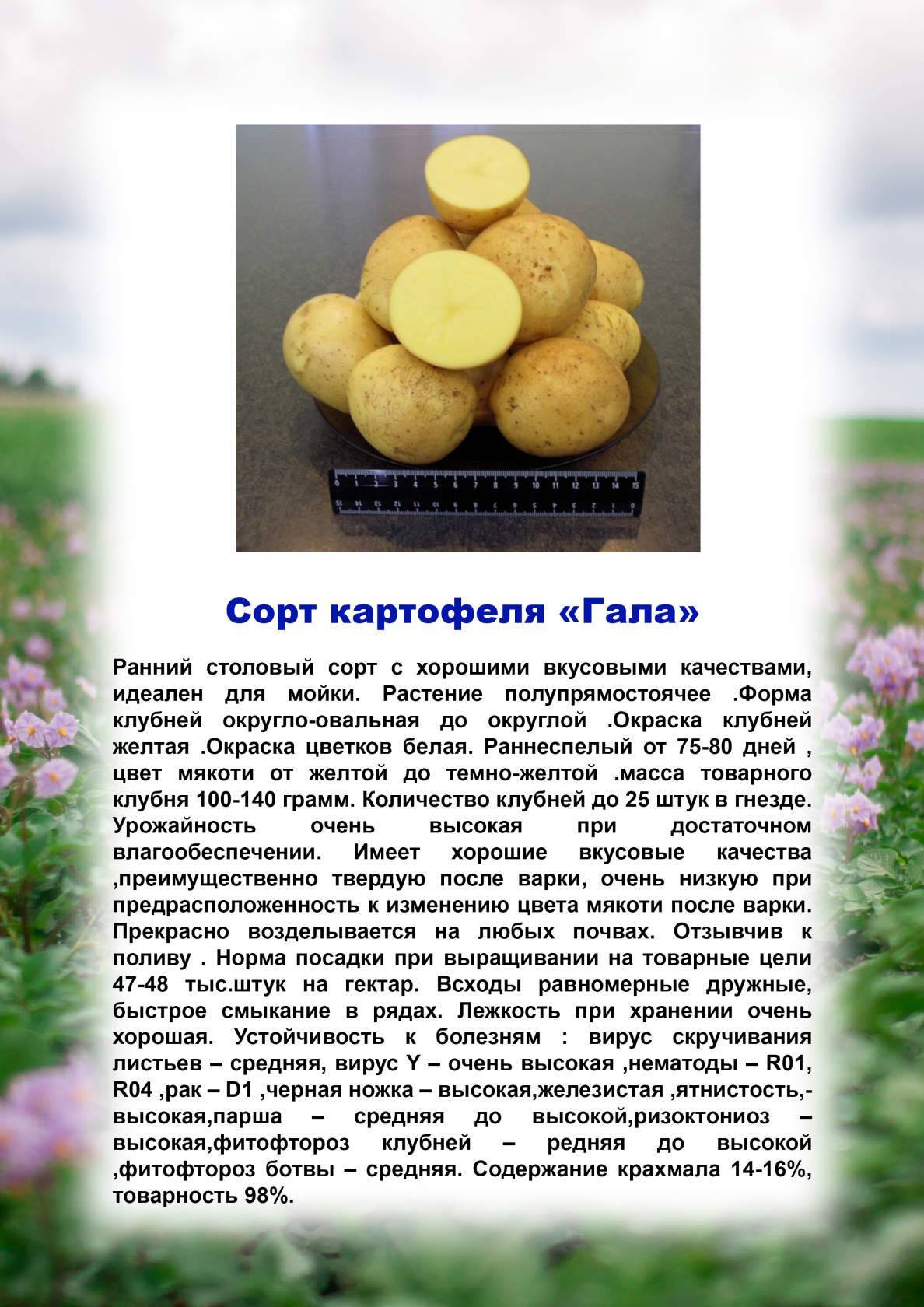 Картофель ривьера: характеристика сорта и особенности выращивания