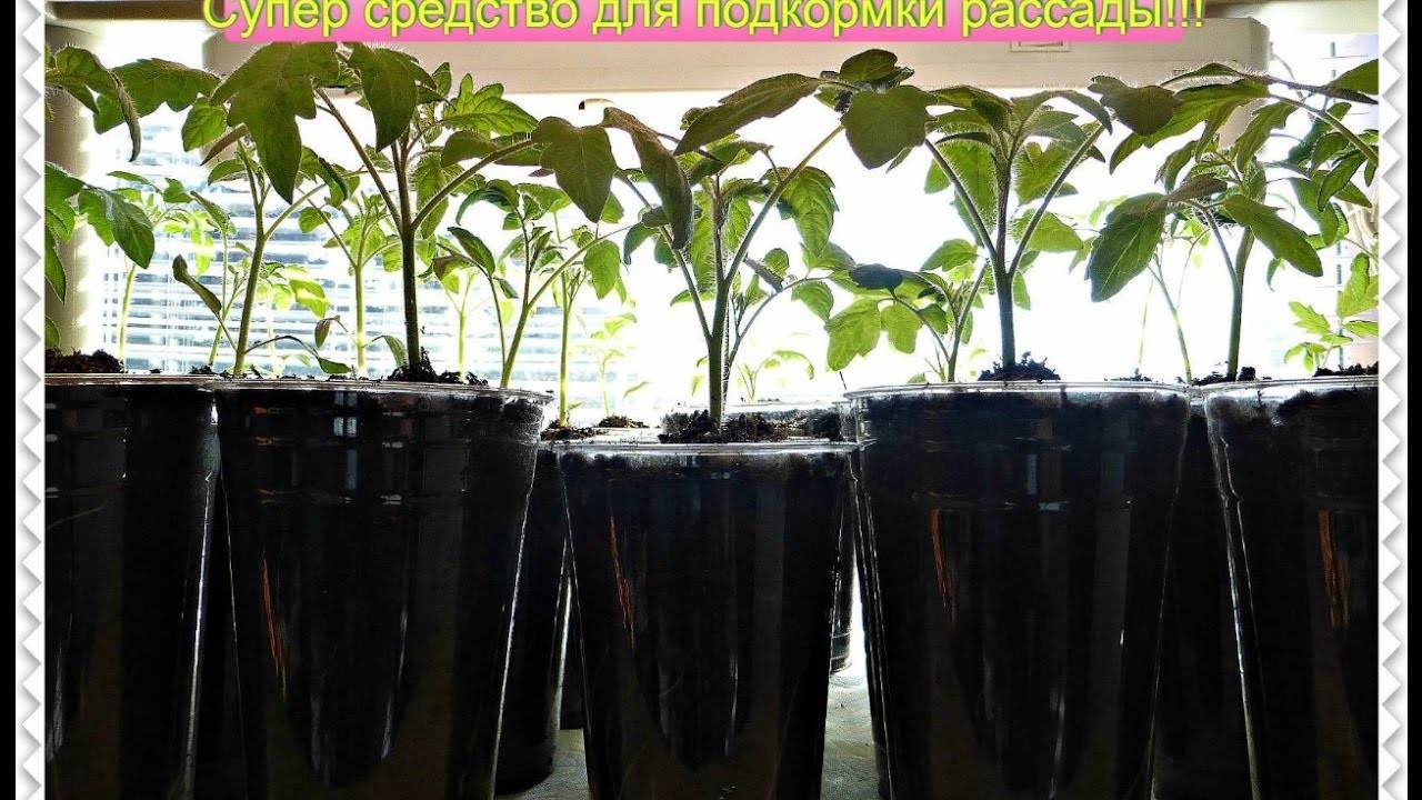 Как поливать рассаду перекисью водорода, правила полива, полезные свойства перекиси водорода для растений