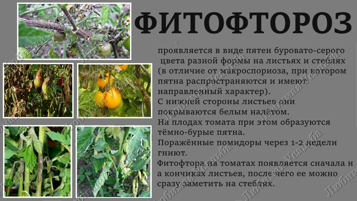 Фитофтороз рассады томатов фото описание и лечение