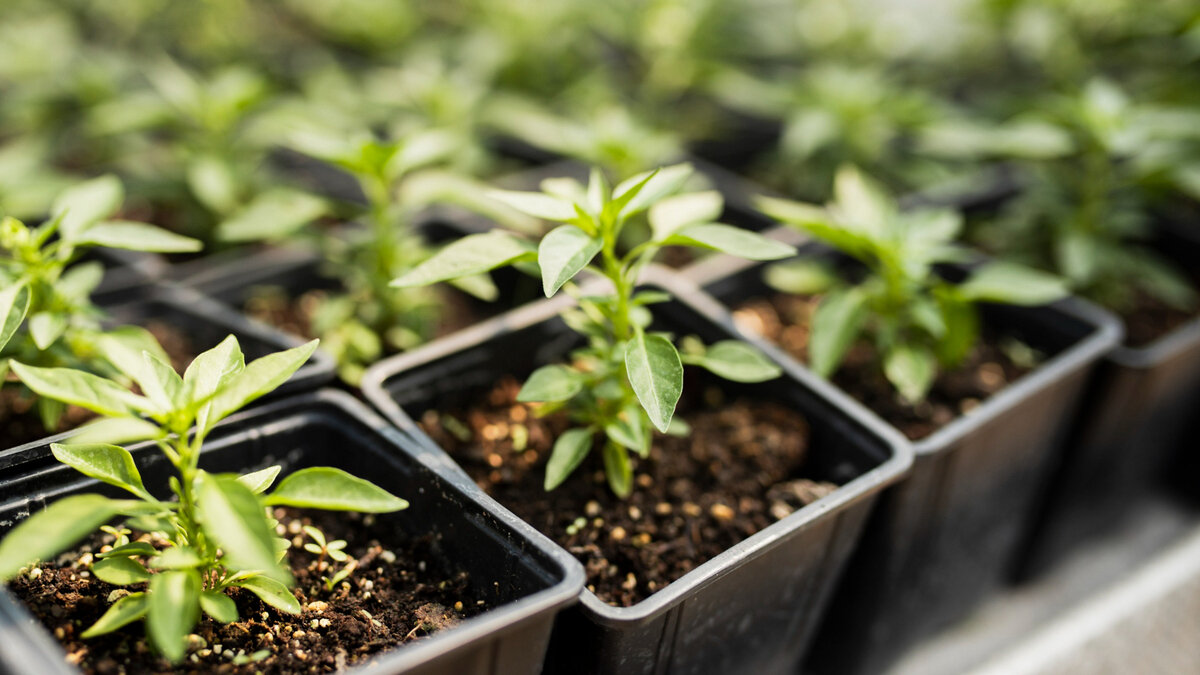 Чем подкормить перец для роста и в открытом грунте