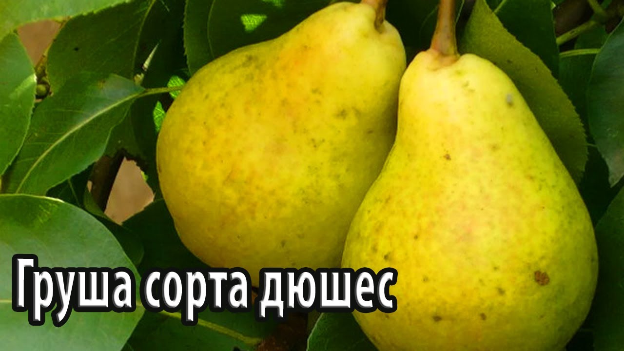 Груша дюшес: 115 фото, описание, посадка сорта и его основные характеристики. уход и содержание дюшеса в саду