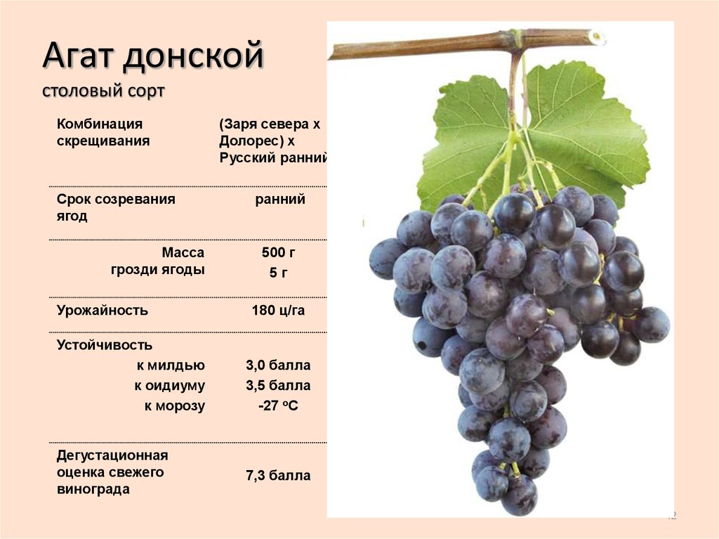 Краткое описание наших сортов винограда - правильно посадить виноград