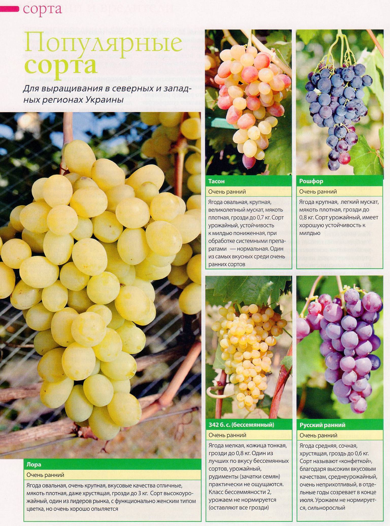 Виноград анюта: описание сорта, фото, отзывы, характеристики и технология выращивания
