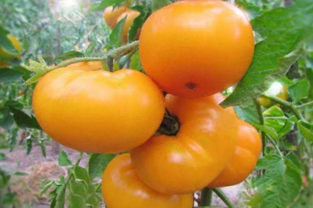 Томат мармелад оранжевый: характеристика и описание сорта, отзывы тех кто сажал помидоры об их урожайности,