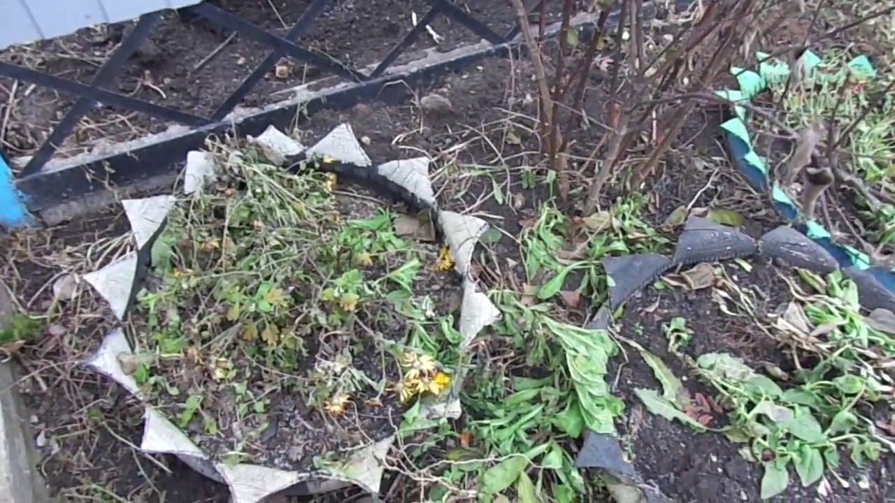Как укрыть хризантемы на зиму на участке — особенности укрытия цветов в подмосковье и средней полосе