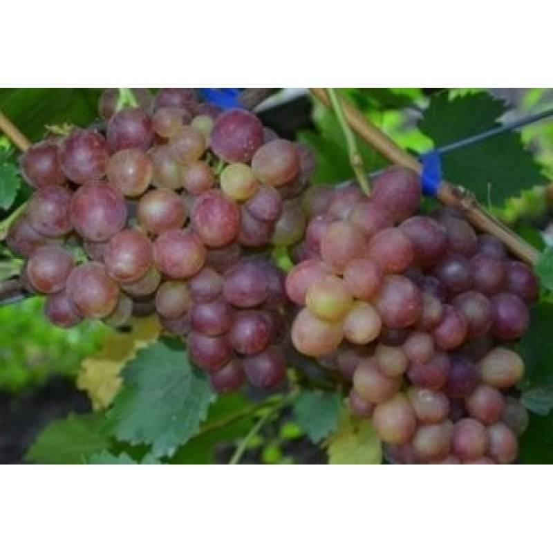 Виноград сорта виктория: описание ,отзывы и фото