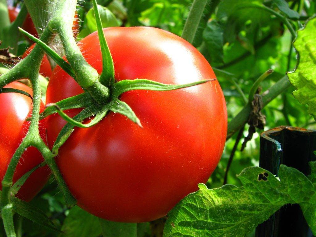 Лучшие сорта томатов для открытого грунта с описанием, самые урожайные - почва.нет