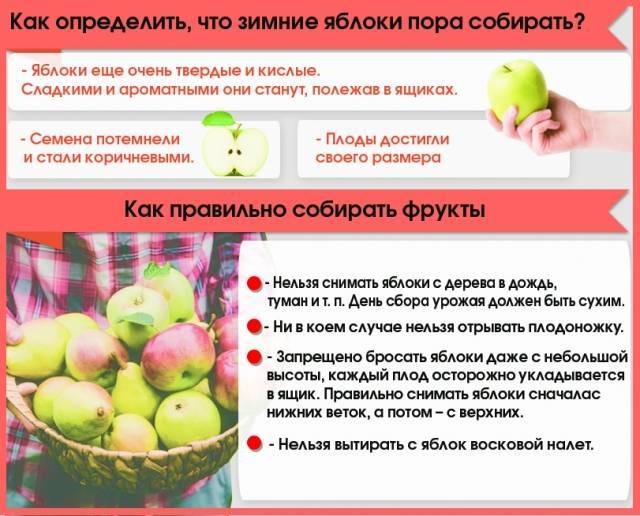 Как сохранить яблоки на зиму свежими в домашних условиях в квартире