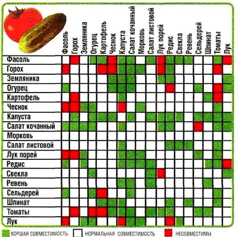 Смешанные посадки овощей: растения-спутники, примеры и схемы совместных грядок