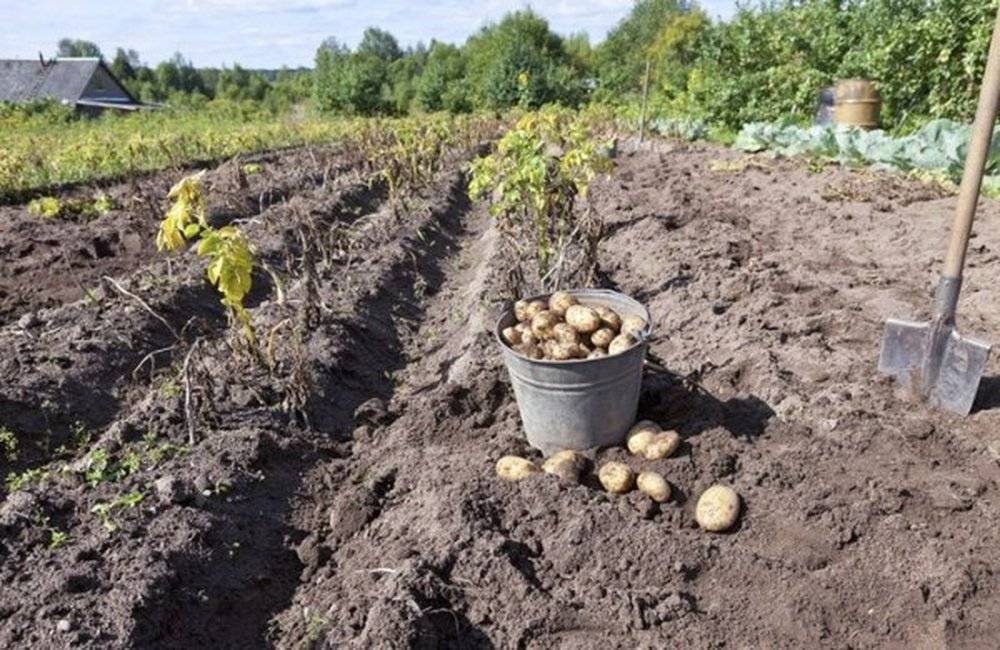 Полив картофеля во время цветения: как часто орошать, чтобы был хороший урожай, по бороздам привозной водой, нужно ли капельное увлажнение, сроки и система
