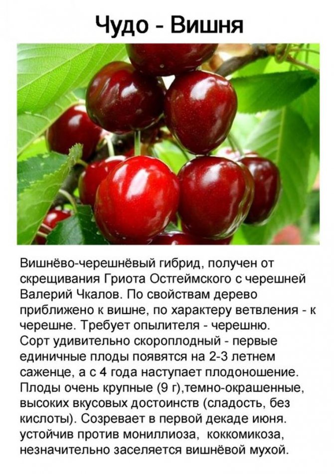 Описание вишни сорта «любская»: фото и отзывы