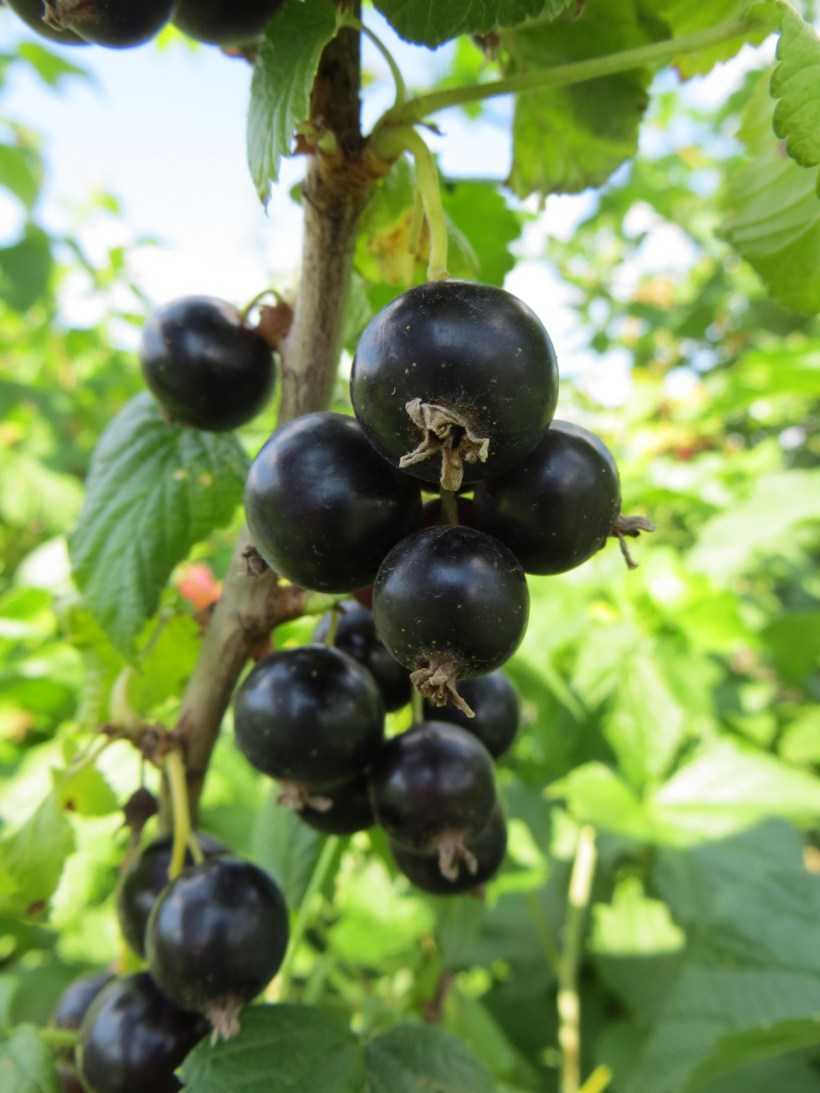 Саженцы Черной Смородины Крупноплодной Купить В Алматы