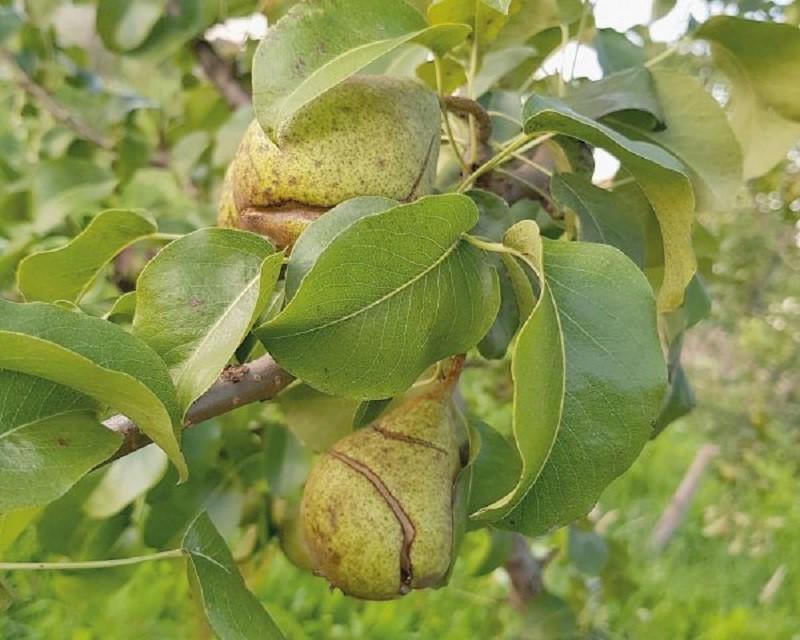 15 наболевших вопросов о груше. как помочь плодовому дереву?