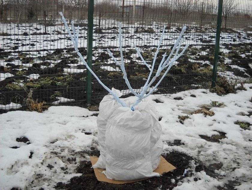 Как укрыть яблоню на зиму в сибири: подготовка и утепление на 100%
