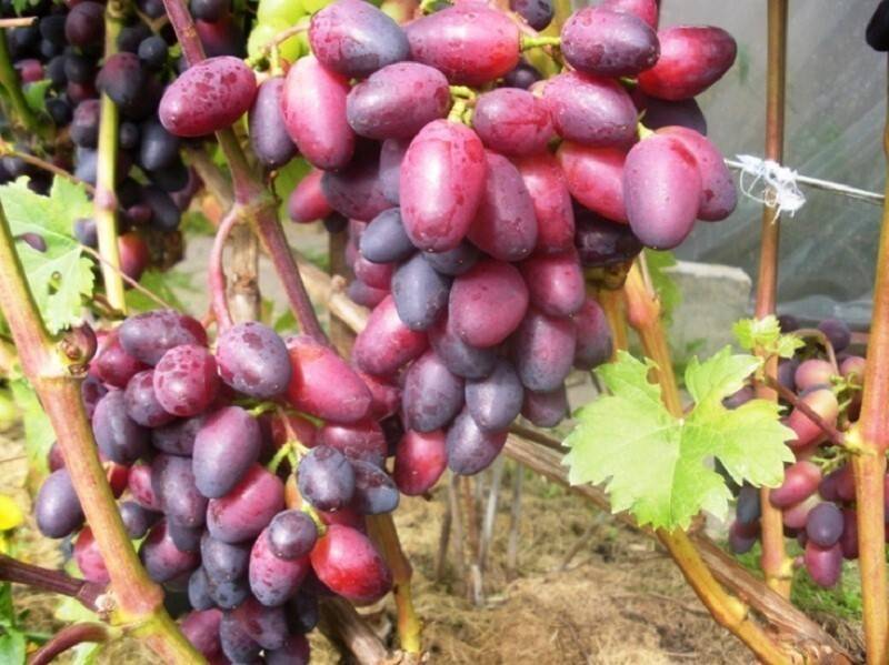 Виноград виктория - описание сорта, отзывы, фото и видео
