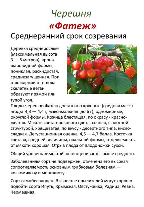 Сорт черешни ленинградская черная: описание, отзывы