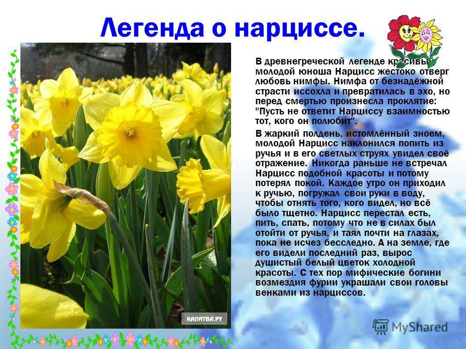 Нарцисс цветок описание и уход на улице фото