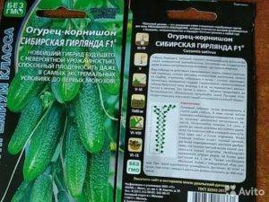 Огурцы сибирская гирлянда: описание сорта, выращивание и формирование с фото
