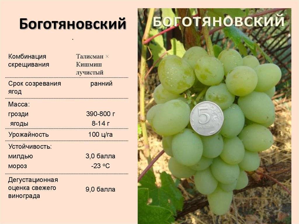 ᐉ сорт винограда галахад - roza-zanoza.ru