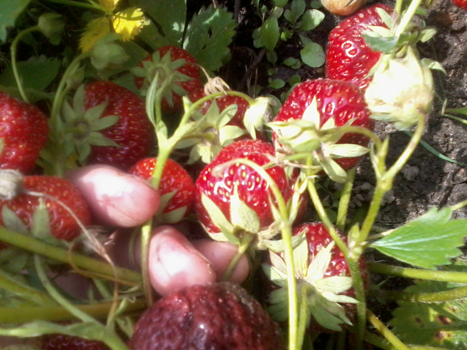 Клубника соловушка: описание, характеристика ягод, выращивание, отзывы, видео, фото