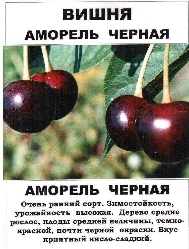 ᐉ вишня железистая или сакура сорт alba plena - godacha.ru