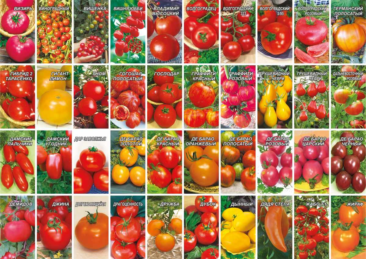 Лучшие сорта томатов для урала для закрытого и открытого грунта: фото и описание