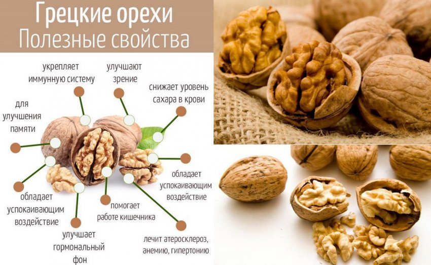 Грецкий орех – польза, вред, применение в народной медицине - медицина на "добро есть!"