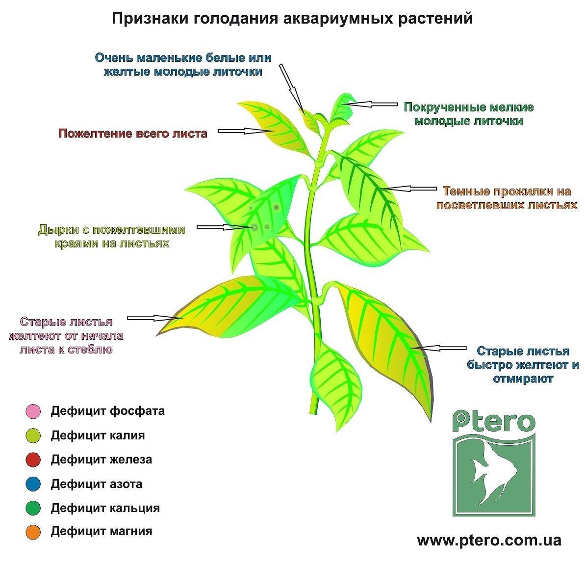 Желтеют листья у перца: причины, что делать, эффективные средства
