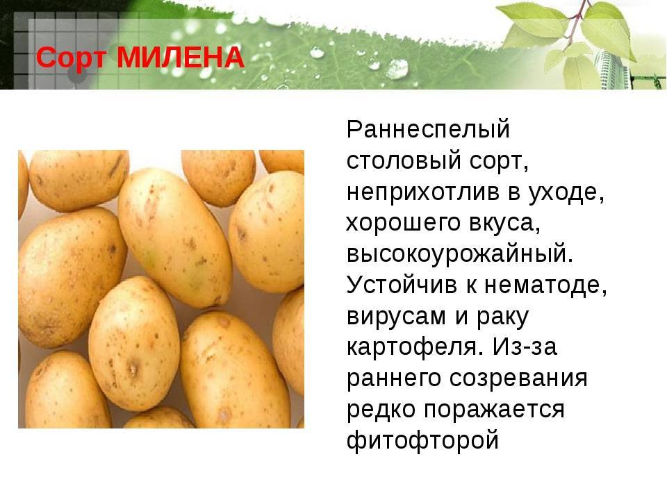 Картофель хозяюшка: характеристика и описание сорта, фото, отзывы – сад и огород своими руками