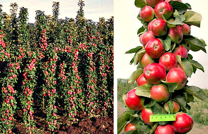 Сорта колоновидной яблони для подмосковья: 10 лучших, посадка и уход, выращивание
