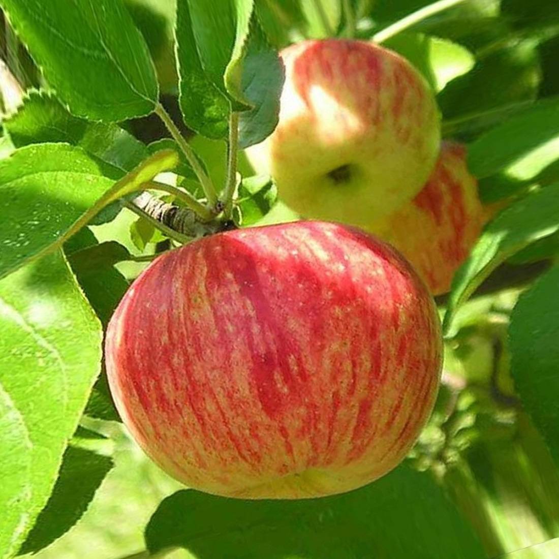 Сорт яблони штрифель, описание, характеристика и отзывы, а также особенности выращивания данного сорта