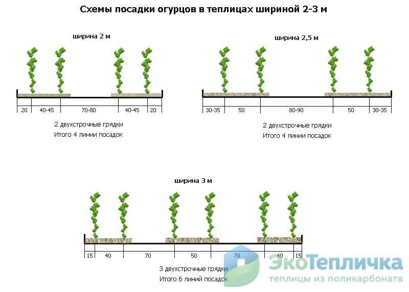 Посадка огурцов с кукурузой в открытый грунт схема