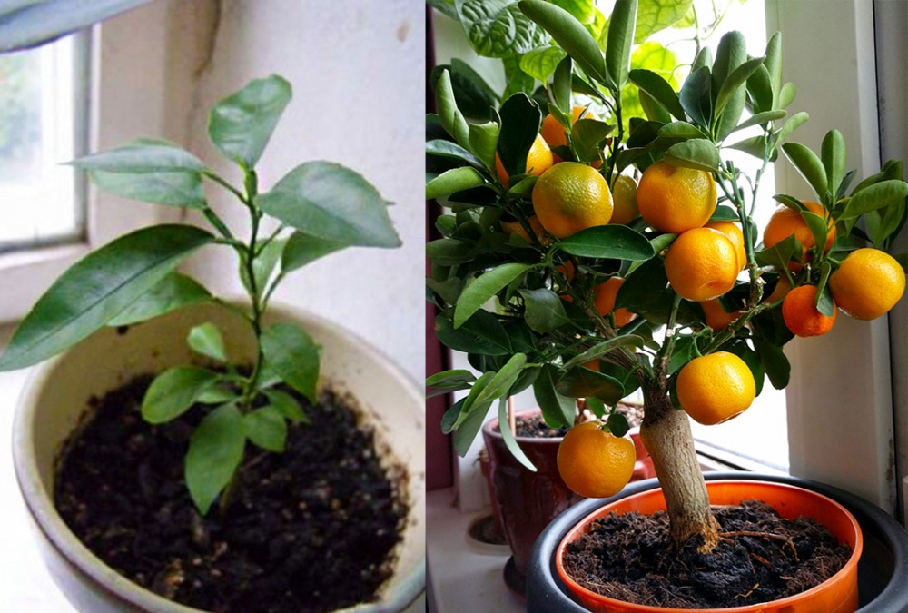 Как в домашних условиях вырастить из косточки лимон, будет ли плодоносить и правила ухода