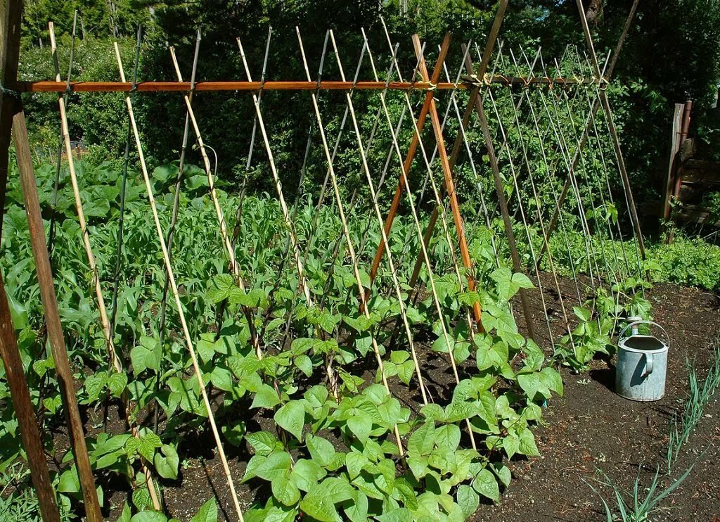 Выращивание стручковой фасоли из семян в открытом грунте на даче и в домашних условиях: посадка и уход за ней