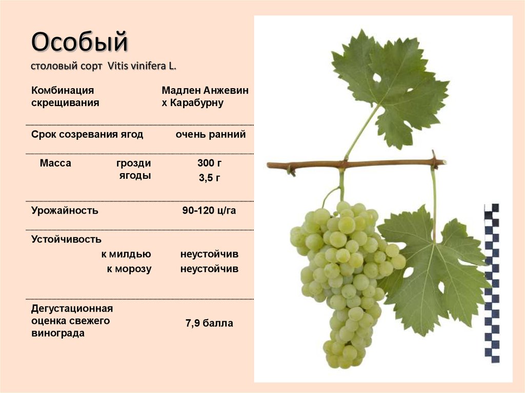 Описание и характеристики, плюсы и минусы винограда сорта изюминка и правила выращивания