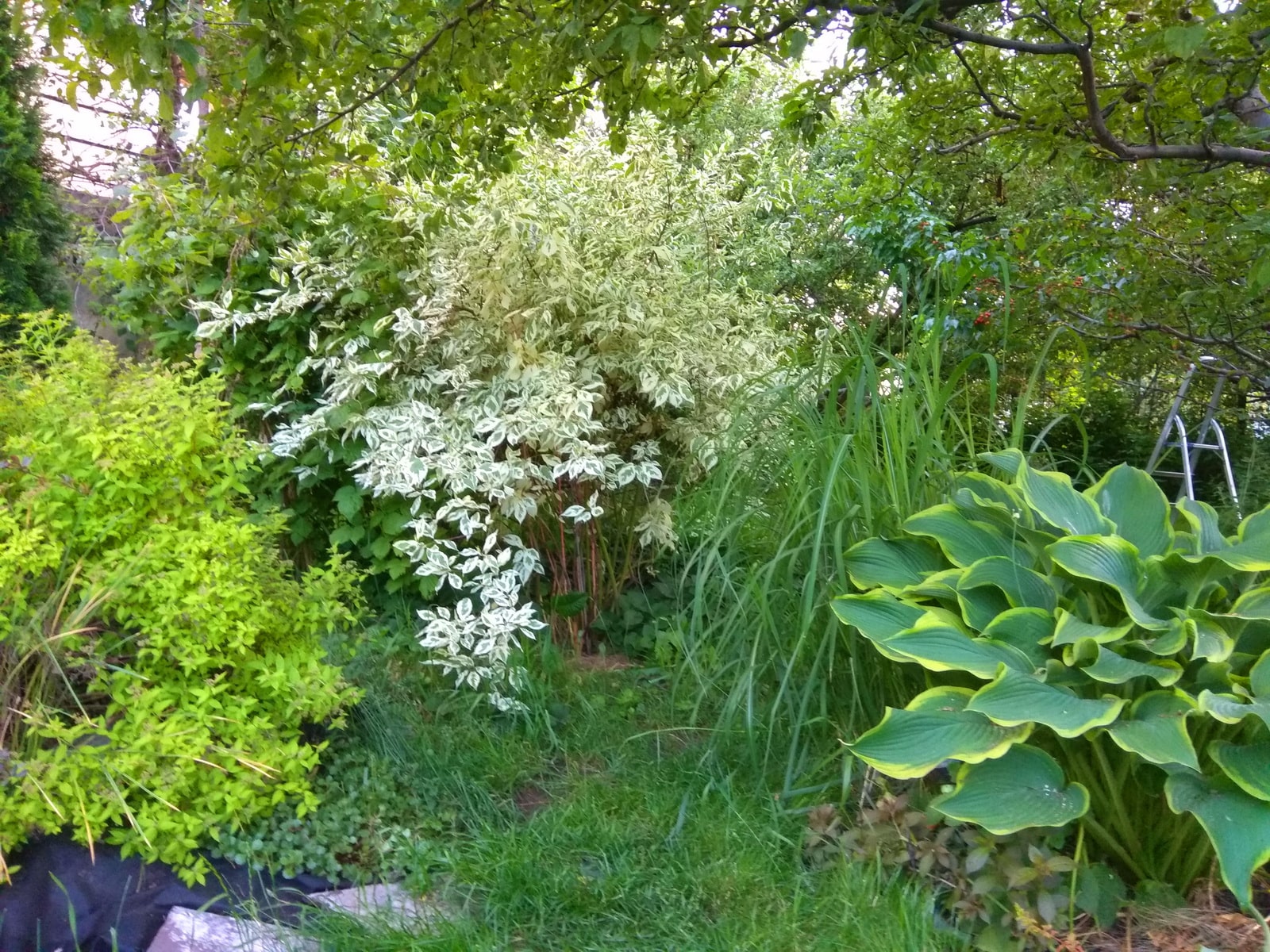 Пересадка хосты осенью на другое место: лучшие сроки и правила, ошибки