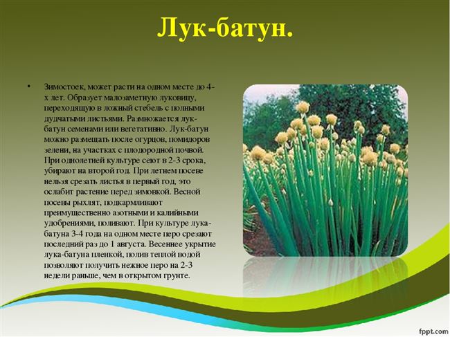 Лук-батун: выращивание и уход, описание сортов, уборка и хранение урожая