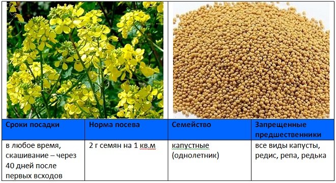 Сидераты семена фото и названия