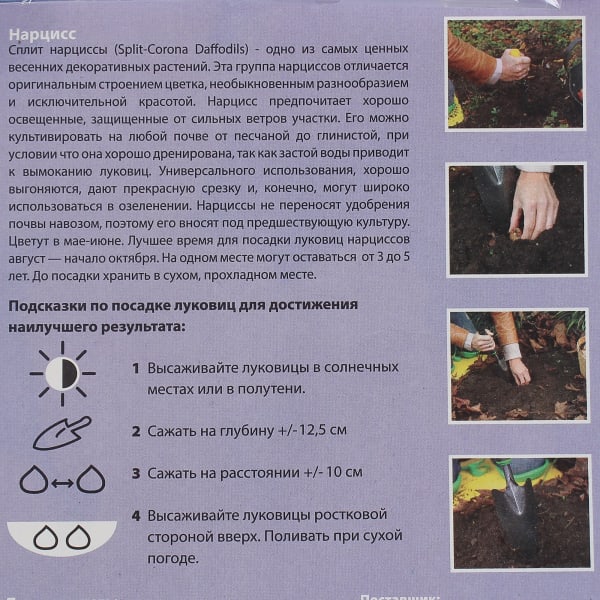 Нарцисс — виды, уход и выращивание