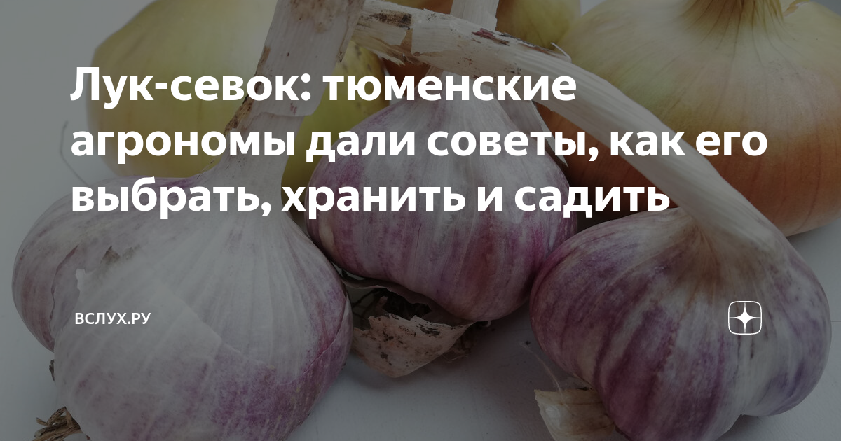 Как вырастить зеленый лук дома