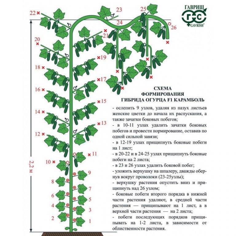 Формирование огурцов фото