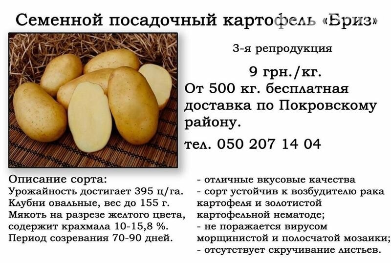 Ривьера – описание неприхотливого сорта сверхраннего картофеля для настоящих гурманов