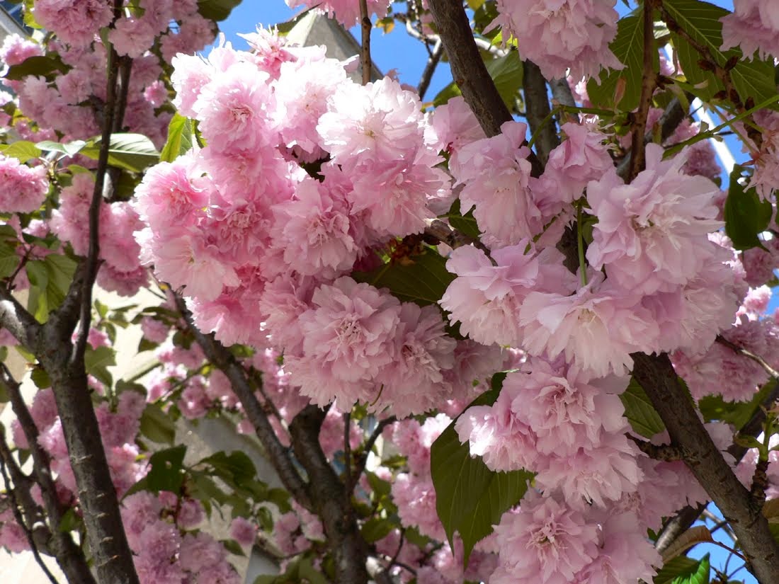Японская вишня сакура: особенности, значение, описание, сорта, особенности посадки и выращивания, можно ли есть плоды, листья