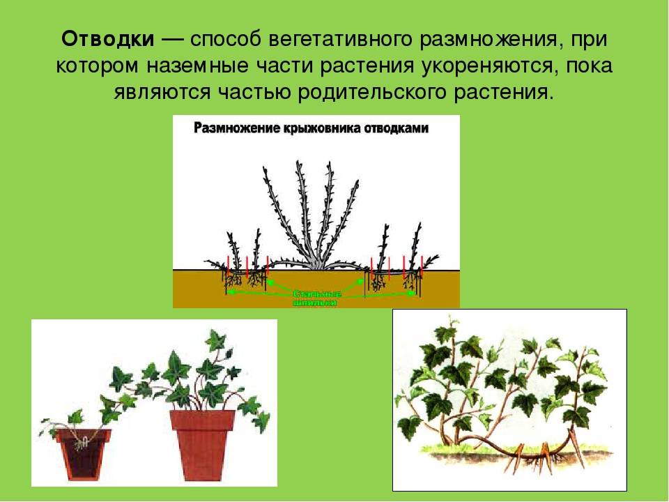 Смородина венера: описание и характеристики сорта, правила выращивания, способы размножения